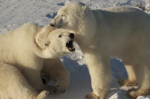 Churchill polar bears.