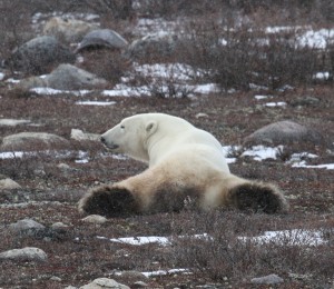 Churchill polar bear.