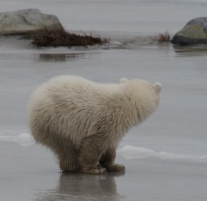 Churchill polar bear.