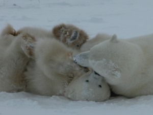 churchill 5 049 Churchill polar bears.
