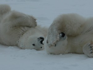 churchill 5 054 Churchill polar bears.