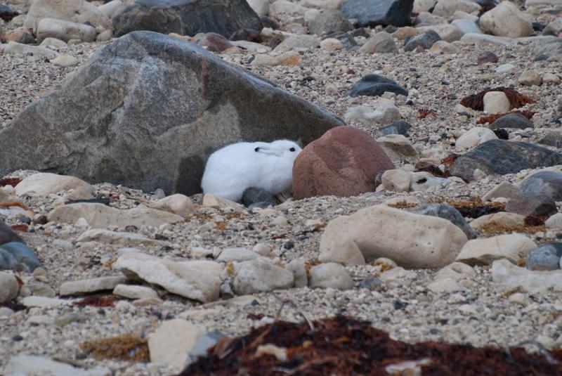 Arctic hare.Churchill, Manitoba.