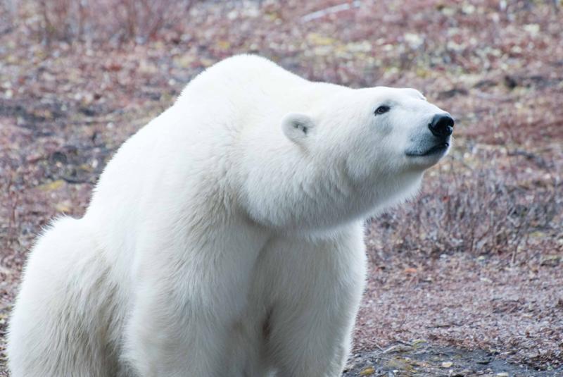 Report from Churchill: October 18,2010