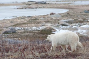 Churchill polar bear.