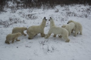 Churchill polar bears.