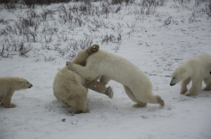 Churchill polar baers.