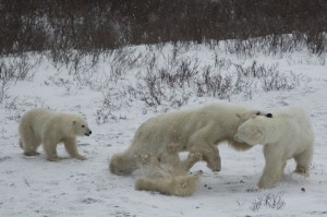 Churchill polar bears.