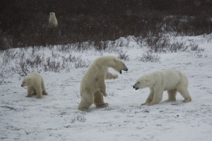 Churchill polar bears.