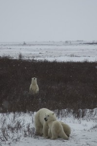 day3o Churchill polar bears.