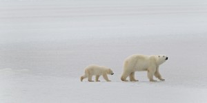 mom(2) Churchill polar bears.
