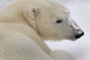 newsnow(2) Churchill polar bear.