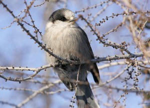 Gray jayin Churchill, mb