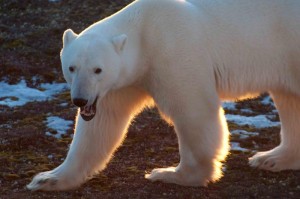 Colby_Churchill-3 Churchill polar bear.