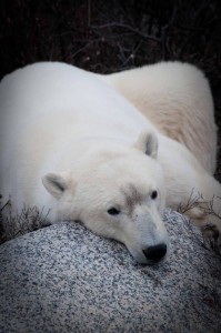 Colby_Churchill-4 Churchill polar bear.