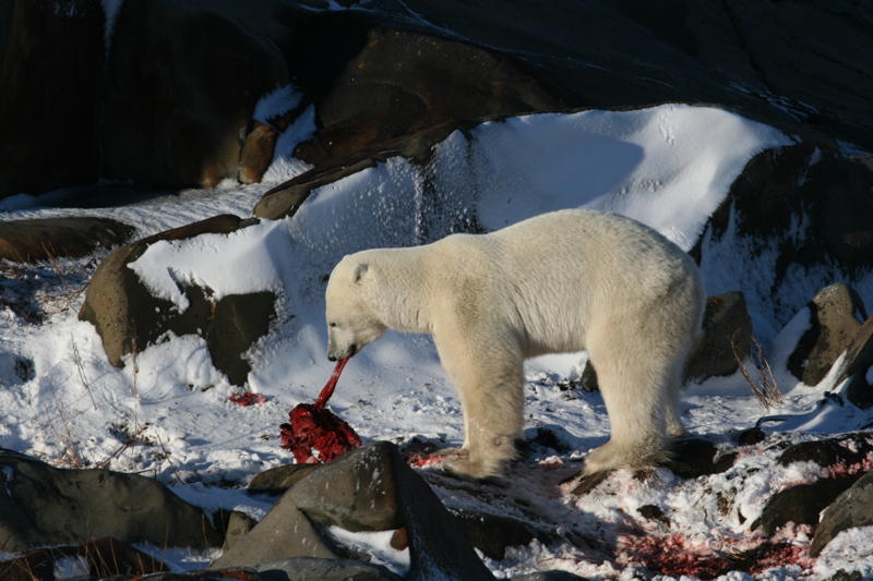 Churchill polar bear chewing the seal fat from a kill.