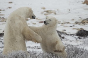 IMG_1907 Sparring Churchill polar bears.