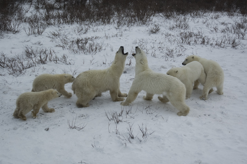 Churchill polar bears.