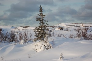 DSC_0035 Spruce tree in Churchill,MB