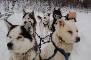 DSC_0318 Churchill sled dogs.
