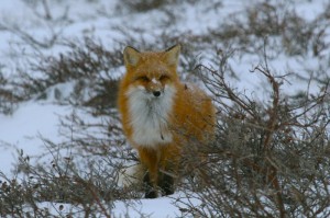 IMG_2818 Red fox in Churchill,MB