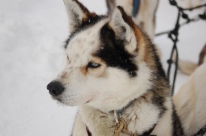 Churchill sled dog.