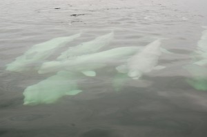 Churchill beluga whales swimming in the Churchill river.