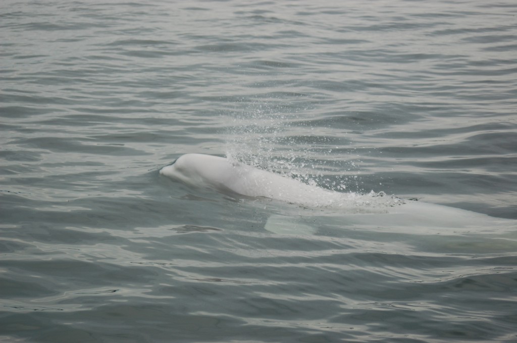 Churchill Beluga.