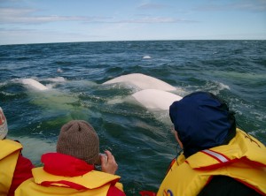 Beluga's in CHurchill River.