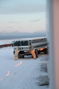 Polar bear on rover in Churchill, MB.