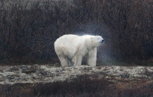 DSC_0078 Wet Churchill polar bear.
