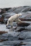 Goddard churchill 2011-2 Churchill polar bear on the rocks.
