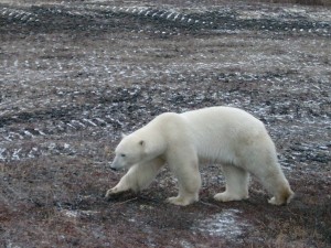 IMGP6496 Polar bear near Churchill, MB