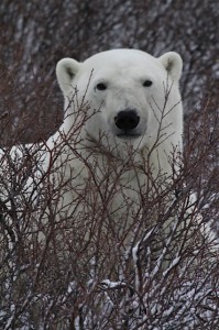 Churchill polar bear near lodge.