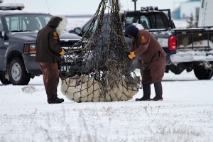 Churchillpolar bears airlifted.