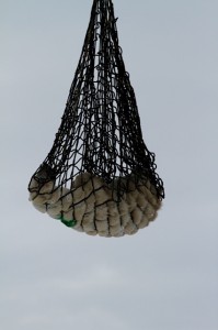 Churchill polar bears airlifted.