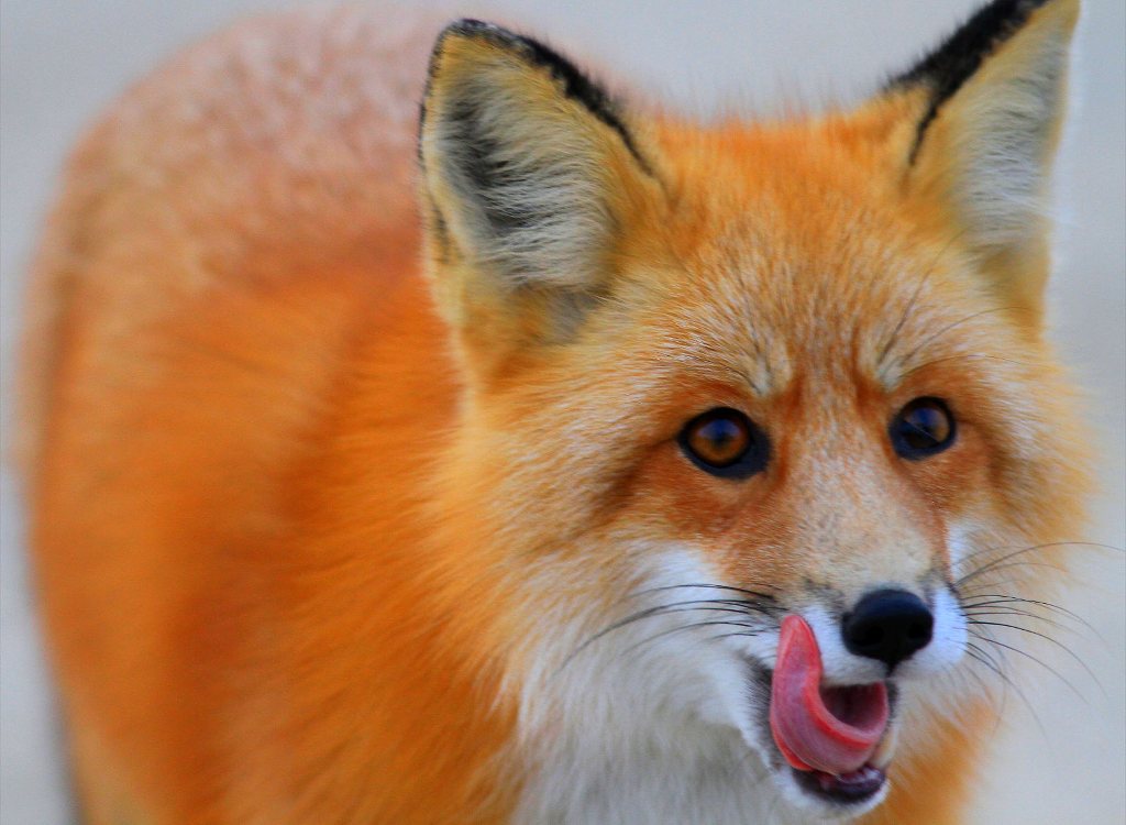 Churchill Photos of the Week- Foxes On the Tundra