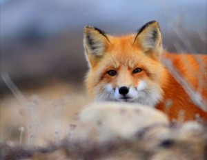 Red fox in the Churchill Wildlife Management area.