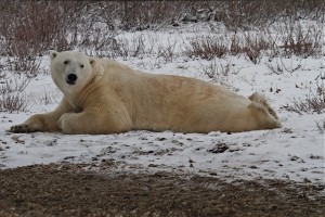 _MG_2626 Churchill polar bear.