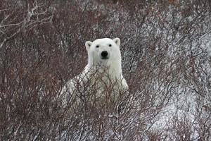 _MG_2650 Churchill polar bear.
