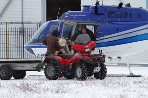 _MG_2849 Churchill polar bear lifted North.