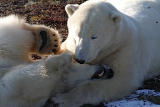 _MG_3012 Churchill polar bears wrestling.