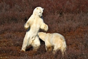 _MG_3087 Sparring Churchill polar bears.