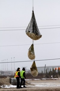 Churchill polar bears being airlifted North.