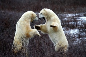 _MG_3667paul B Churchill polar bears sparring.