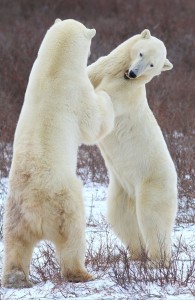 _MG_5038 Brad J 9 Churchill bears sparring.
