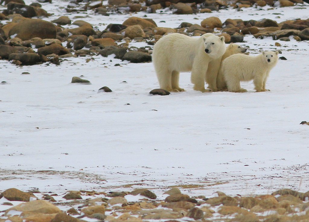 Churchill polar bears.