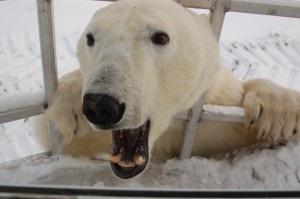 Polar bear image.