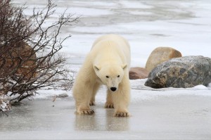 _MG_5659 Brad j 13 polar bear image Churchill,MB