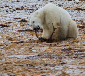 polar bear image
