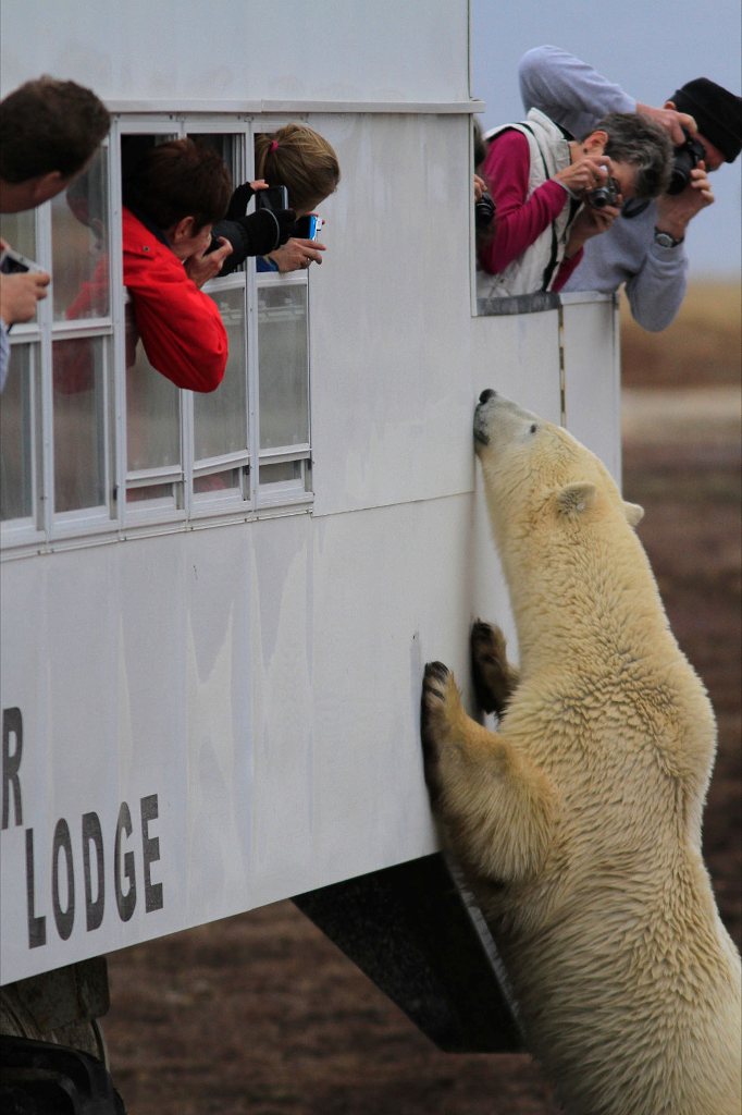 polar bear on Tundra Lodge